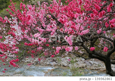 河岸に咲き乱れる花桃の木 河岸に咲き乱れる花桃の木 139362861
