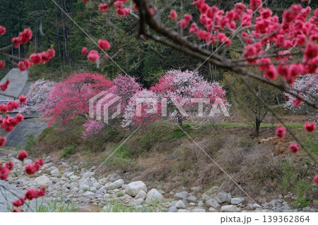 手前の花桃と向こうの花桃 139362864