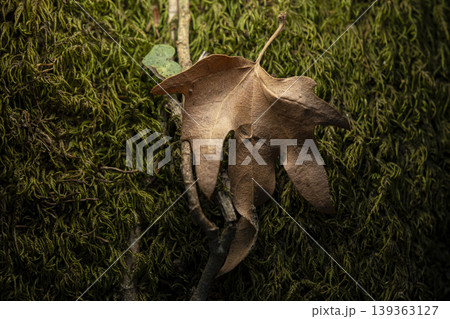 Autumn Leaf on Mossy Wood Texture Macro Shot. 139363127