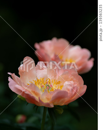 美しいサーモンピンクの芍薬 139363235