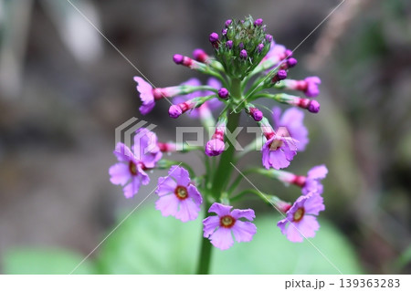 クリンソウの花 クリンソウの花 139363283