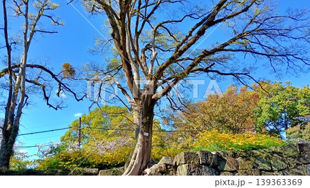 青空に映える新緑の大樹と春の公園風景 139363369