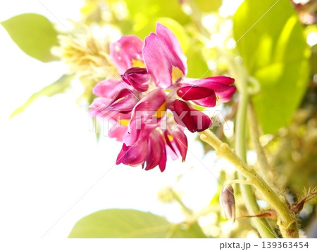 クズの花の生態写真 139363454