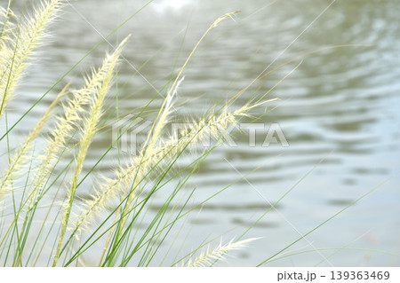 grass flower flowing from wind blow beside lake in garden 139363469