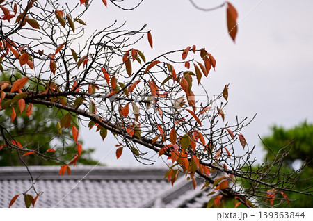 The nature view from Fushimi Inari Taisha(Fushimi Inari Shrine) in Kyoto, Japan. Fushimi Inari Shrine is a popular tourist destination. Stunning nature view of Kyoto. Trees, sky and architecture. 139363844