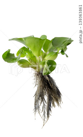 Floating water hyacinth plant for pond and ecosystem illustration, isolated object. Floating water hyacinth plant for pond and ecosystem illustration, isolated object. 139363861