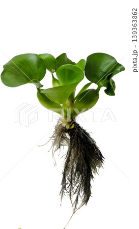 Floating water hyacinth plant for pond and ecosystem illustration, isolated object. Floating water hyacinth plant for pond and ecosystem illustration, isolated object. 139363862