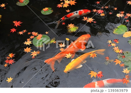 池に浮かぶ紅葉と優雅に泳ぐ鯉 池に浮かぶ紅葉と優雅に泳ぐ鯉 139363979