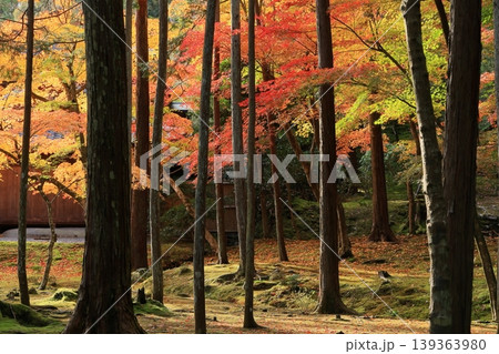 日本庭園を美しく彩る色鮮やかな紅葉 139363980