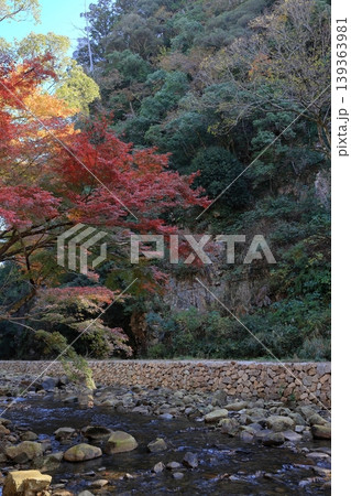 朝日に照らされる吉敷川沿いの紅葉 朝日に照らされる吉敷川沿いの紅葉 139363981
