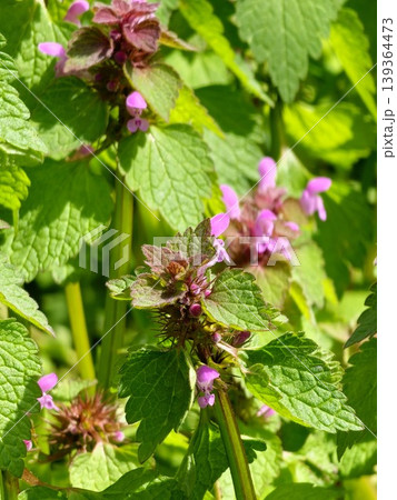 Red deadnettle Lamium purpureum flowers. Lamiaceae biennial plants. They grow on roadsides and bloom pink lip-shaped flowers in spring. Red deadnettle Lamium purpureum flowers. Lamiaceae biennial plants. They grow on roadsides and bloom pink lip-shaped flowers in spring. 139364473