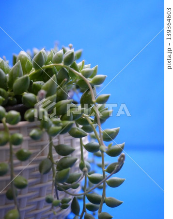 美しい多肉植物のクローズアップ 美しい多肉植物のクローズアップ 139364603