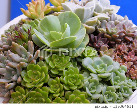 美しい多肉植物のクローズアップ 美しい多肉植物のクローズアップ 139364611