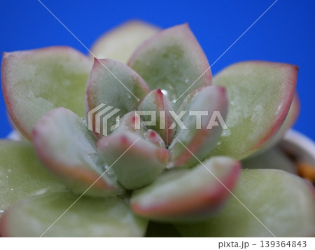 植物のマクロと癒しのナチュラル背景 植物のマクロと癒しのナチュラル背景 139364843