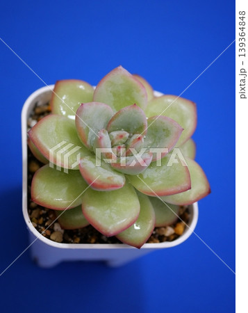 植物のマクロと癒しのナチュラル背景 139364848
