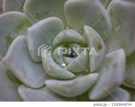 植物のマクロと癒しのナチュラル背景 植物のマクロと癒しのナチュラル背景 139364854