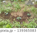 家庭菜園に植えたキューリの苗木 139365083