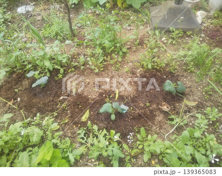 家庭菜園に植えたキューリの苗木 家庭菜園に植えたキューリの苗木 139365083