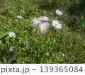 キクのような白い花はハルジオンの花 139365084