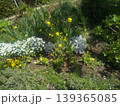 花芯黄色でで回り白い花はノースポールの花、サクラソウ 139365085