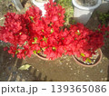 躑躅の真っ赤な花 139365086