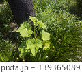 夏に咲くタチアオイと青い花のオオツルボの蕾 139365089