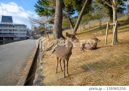 奈良公園でくつろぐ鹿たちの風景 奈良公園でくつろぐ鹿たちの風景 139365208