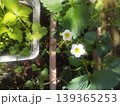 プランターに植えられたイチゴの白い花 139365253
