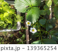 プランターに植えられたイチゴの白い花 139365254