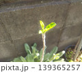種から育てているリンゴの木が今年も芽を吹きました 139365257