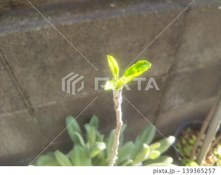 種から育てているリンゴの木が今年も芽を吹きました 139365257