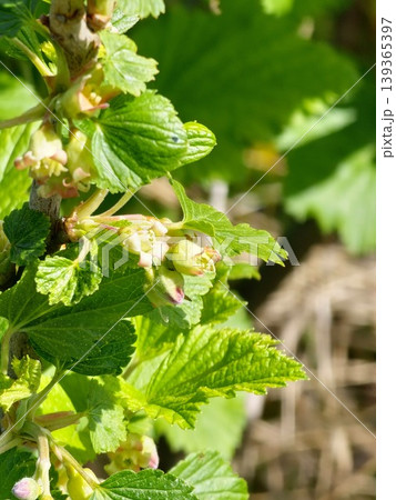 Growing fruits in backyard garden. Blooming yellow-green flowers of the blackcurrant Ribes nigrum on a branch of a blackcurrant plant in spring. Growing fruits in backyard garden. Blooming yellow-green flowers of the blackcurrant Ribes nigrum on a branch of a blackcurrant plant in spring. 139365397