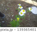 カモミールの白い花 139365401