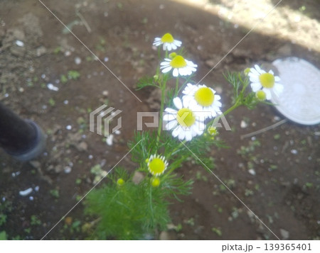 カモミールの白い花 カモミールの白い花 139365401
