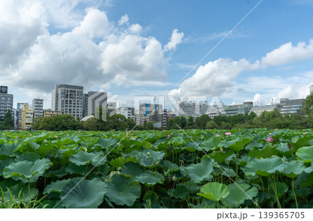 上野、不忍の池で蓮池から見た青空の下の蓮の花 139365705