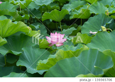 葉の間から顔を出した蓮の花 139365706