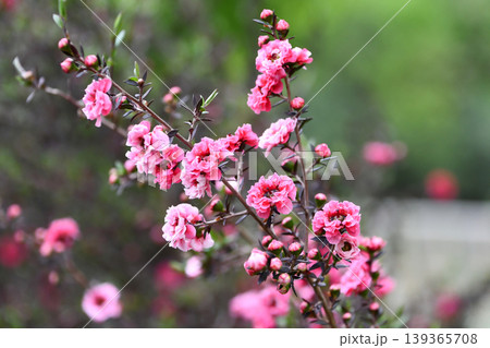 ギョリュウバイ manuka, tea tree ギョリュウバイ manuka, tea tree 139365708