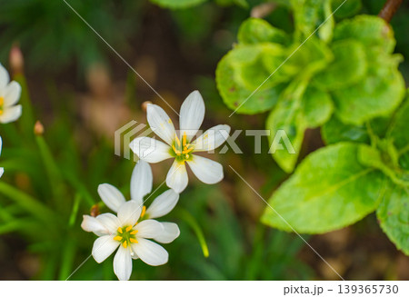 夏に咲くタマスダレの白い花 夏に咲くタマスダレの白い花 139365730