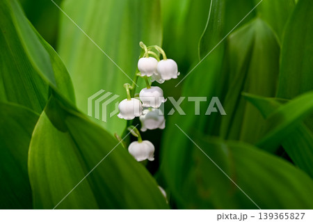 スズランの花 スズランの花 139365827