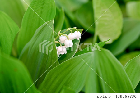 スズランの花 スズランの花 139365830