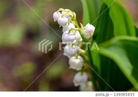 スズランの花 スズランの花 139365835