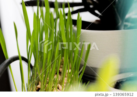 Fresh green oat shoots thrive in small pot placed indoors. Natural light filters through, highlighting lush greenery against modern decor and plants. Home gardening and organic plants Fresh green oat shoots thrive in small pot placed indoors. Natural light filters through, highlighting lush greenery against modern decor and plants. Home gardening and organic plants 139365912