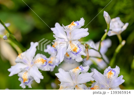 シャガの花 139365914