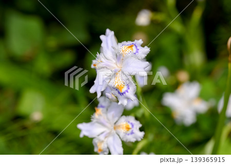 シャガの花 シャガの花 139365915