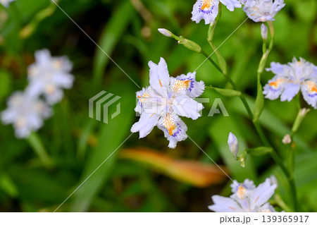 シャガの花 139365917