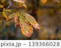 Detailed close up of autumn leaves highlighting warm hues and intricate textures, set against a softly blurred background, evoking seasonal change. 139366028