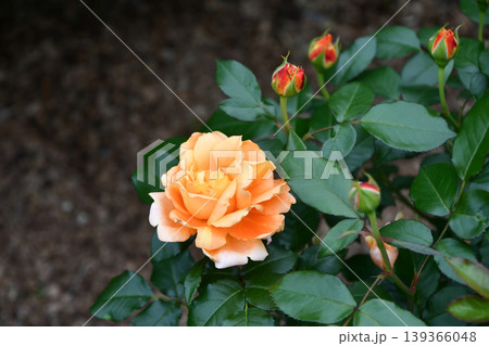 バラ「万葉」 Rose 'Manyo' バラ「万葉」 Rose 'Manyo' 139366048
