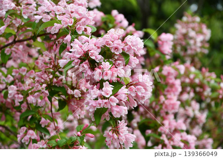 タニウツギ Weigela hortensis タニウツギ Weigela hortensis 139366049