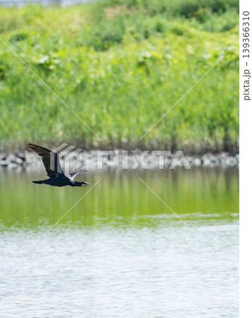 飛翔するカワウ 飛翔するカワウ 139366310