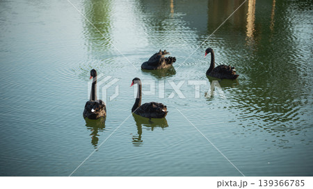 Graceful black swans swimming serenely in a tranquil pond surrounded by lush greenery, showcasing elegance and natural beauty on a sunny day Graceful black swans swimming serenely in a tranquil pond surrounded by lush greenery, showcasing elegance and natural beauty on a sunny day 139366785